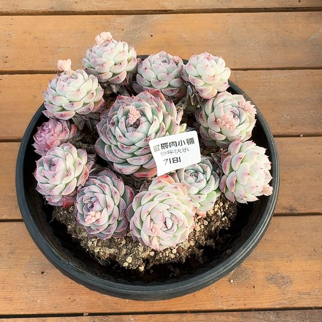 ?****?多肉植物水晶玫瑰群7181