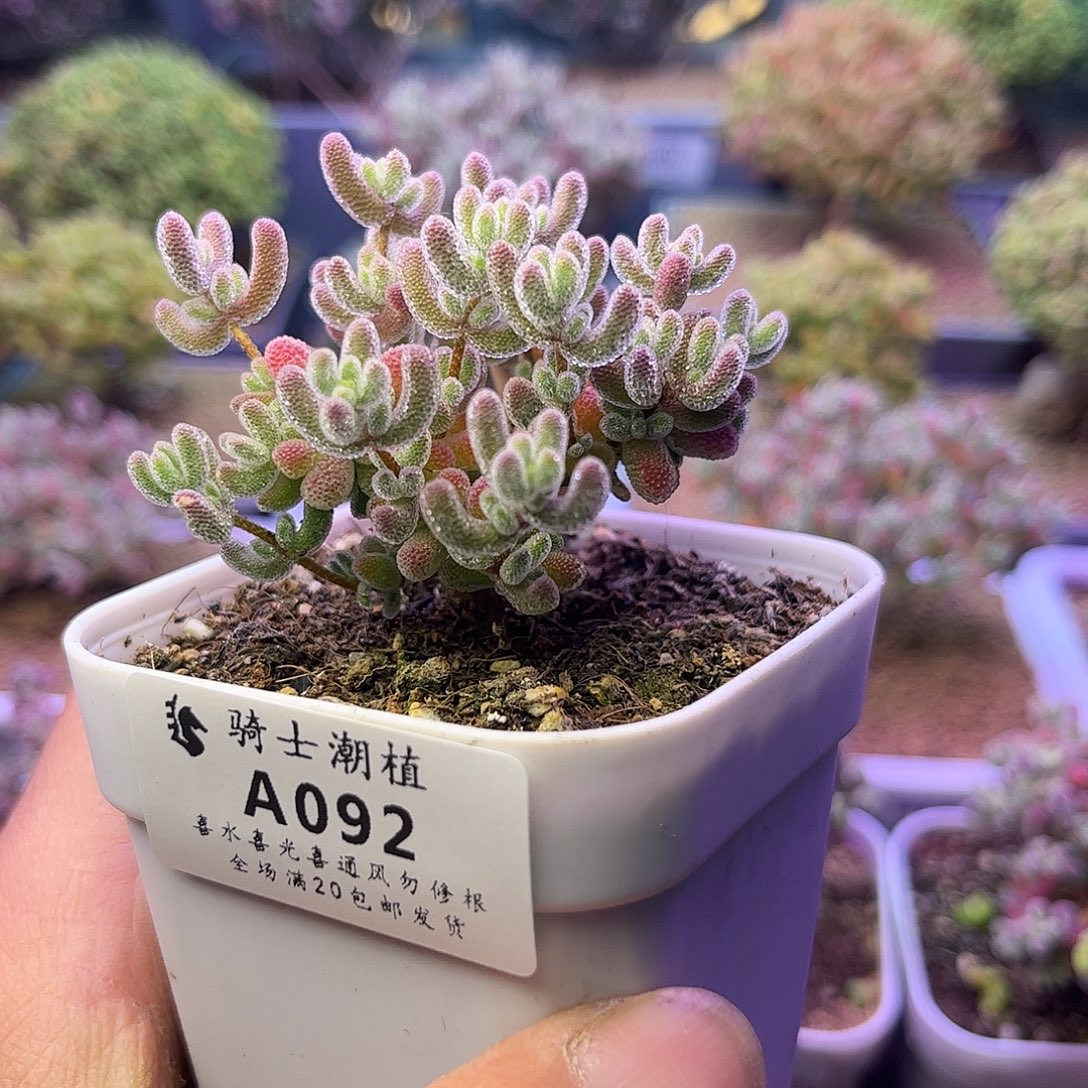 092优选冰晶枝干番杏