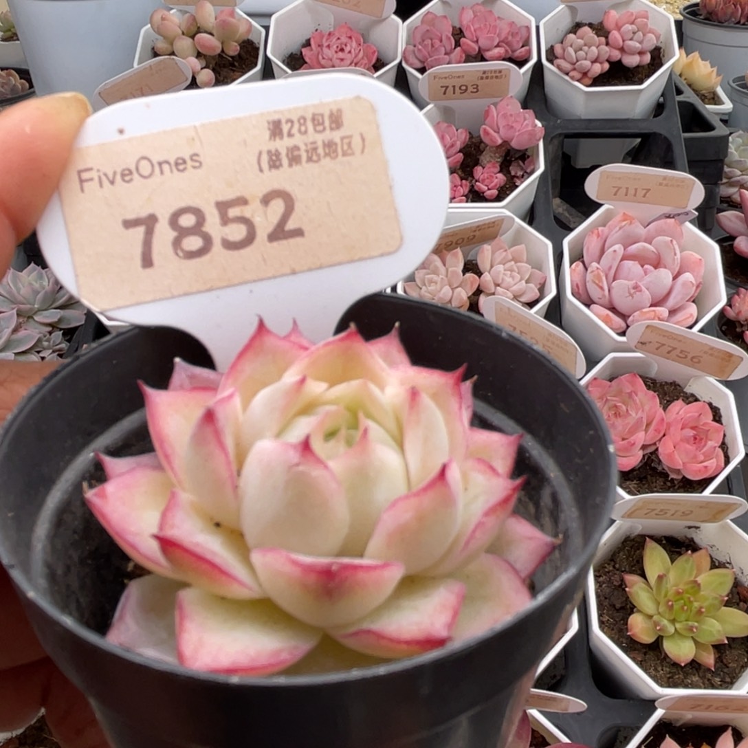 女王7852-4.5厘米