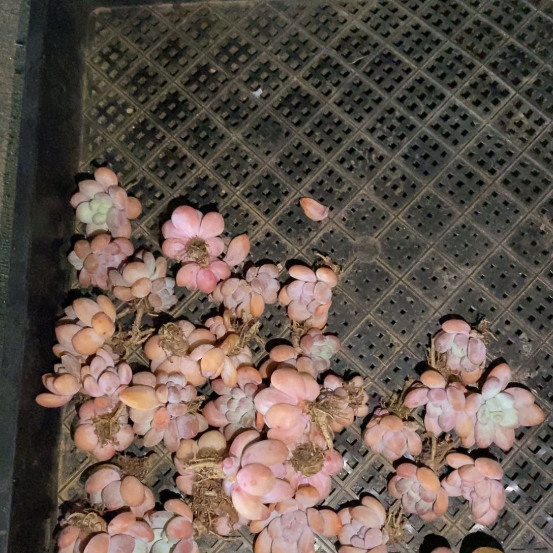 可问主播品种，下滑链接更多品种多肉选择-5