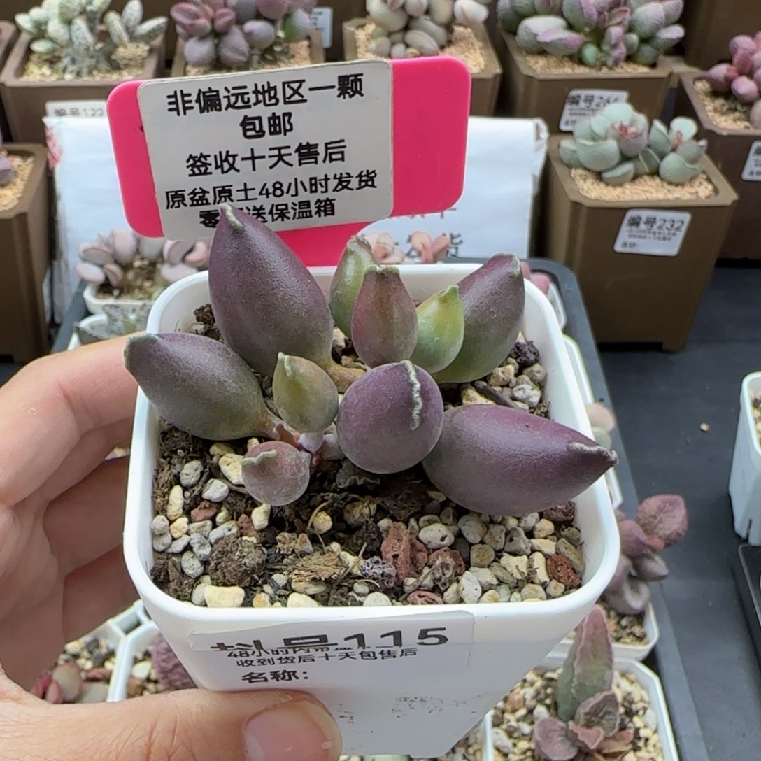 115紫肌海报三代多肉