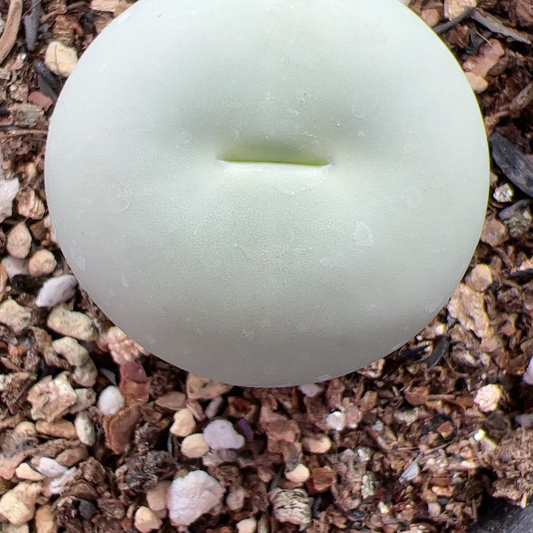 【闪购商品】267 大鸽子蛋