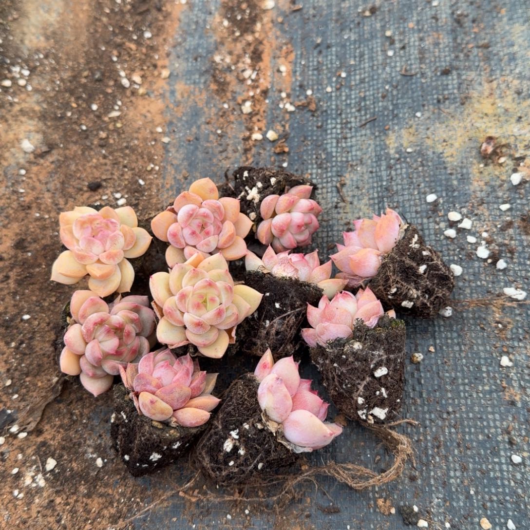 13-36粉红珍妮二十颗量拍中门左三左四