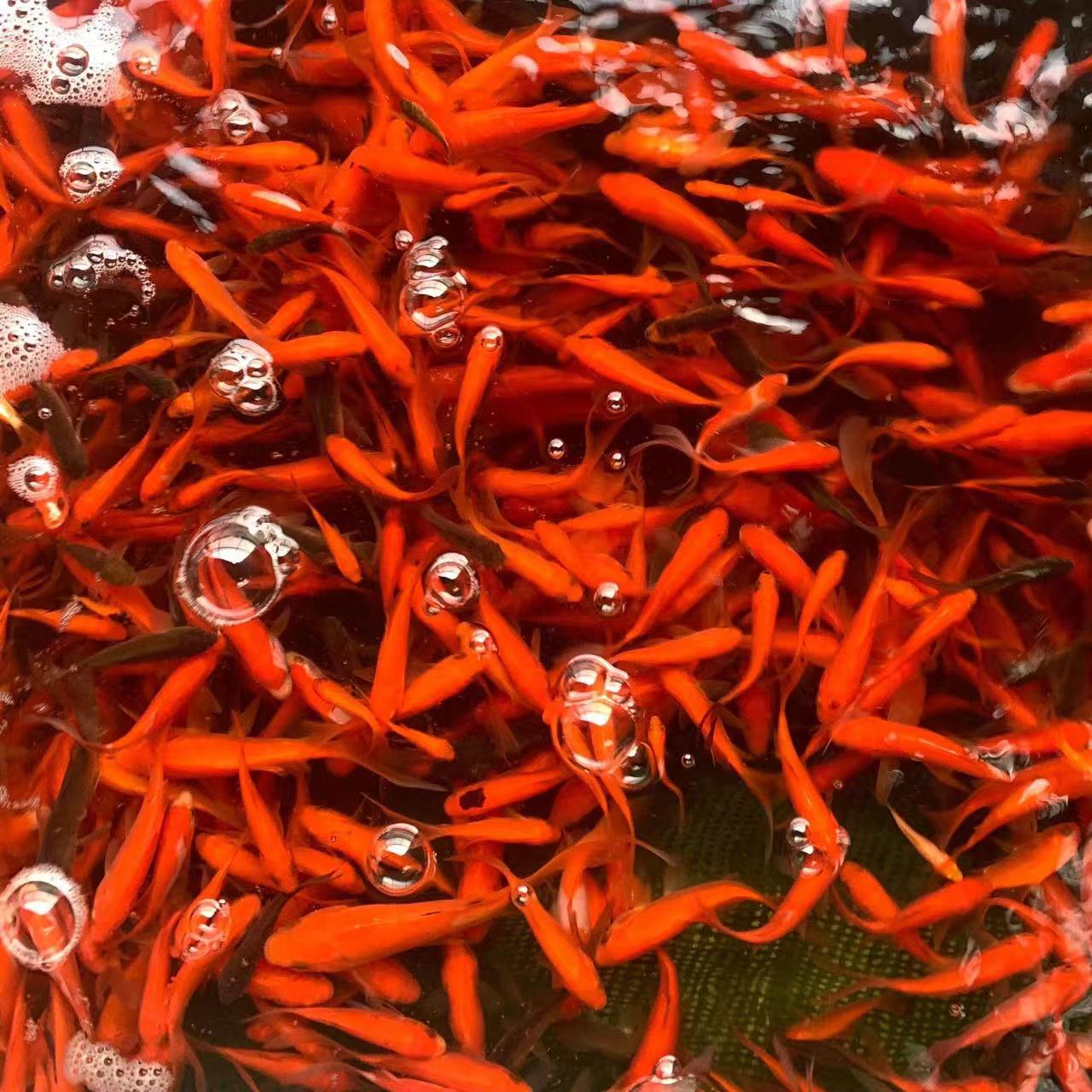 【冷链包邮】4-6厘米25条火焰红金鱼冷水观赏鱼新手好养耐活饲料鱼