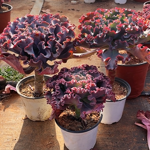 M****n24 号包菜系列 3 棵