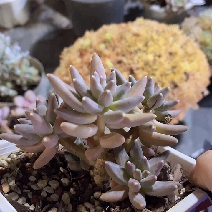 乌拉克拉2438多肉植物