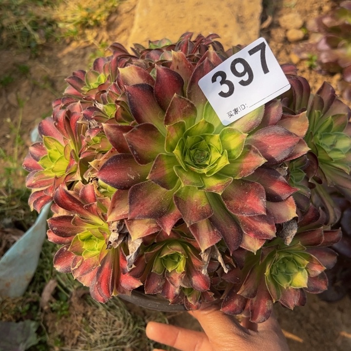 韶华多肉植物397