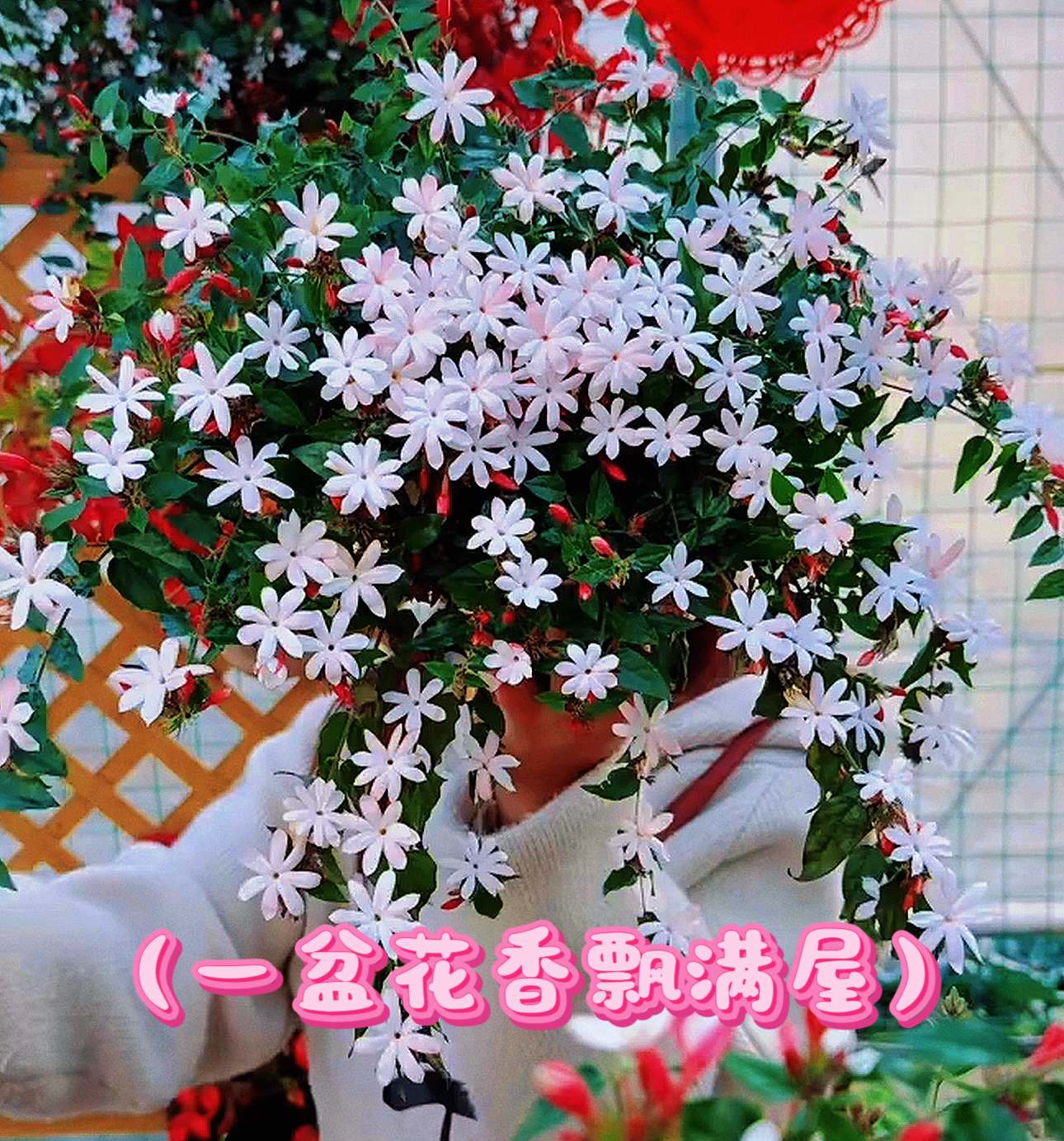 (粉苞茉莉）浓香四季开花粉苞茉莉茉莉多年生木本植物庭院阳台好养
