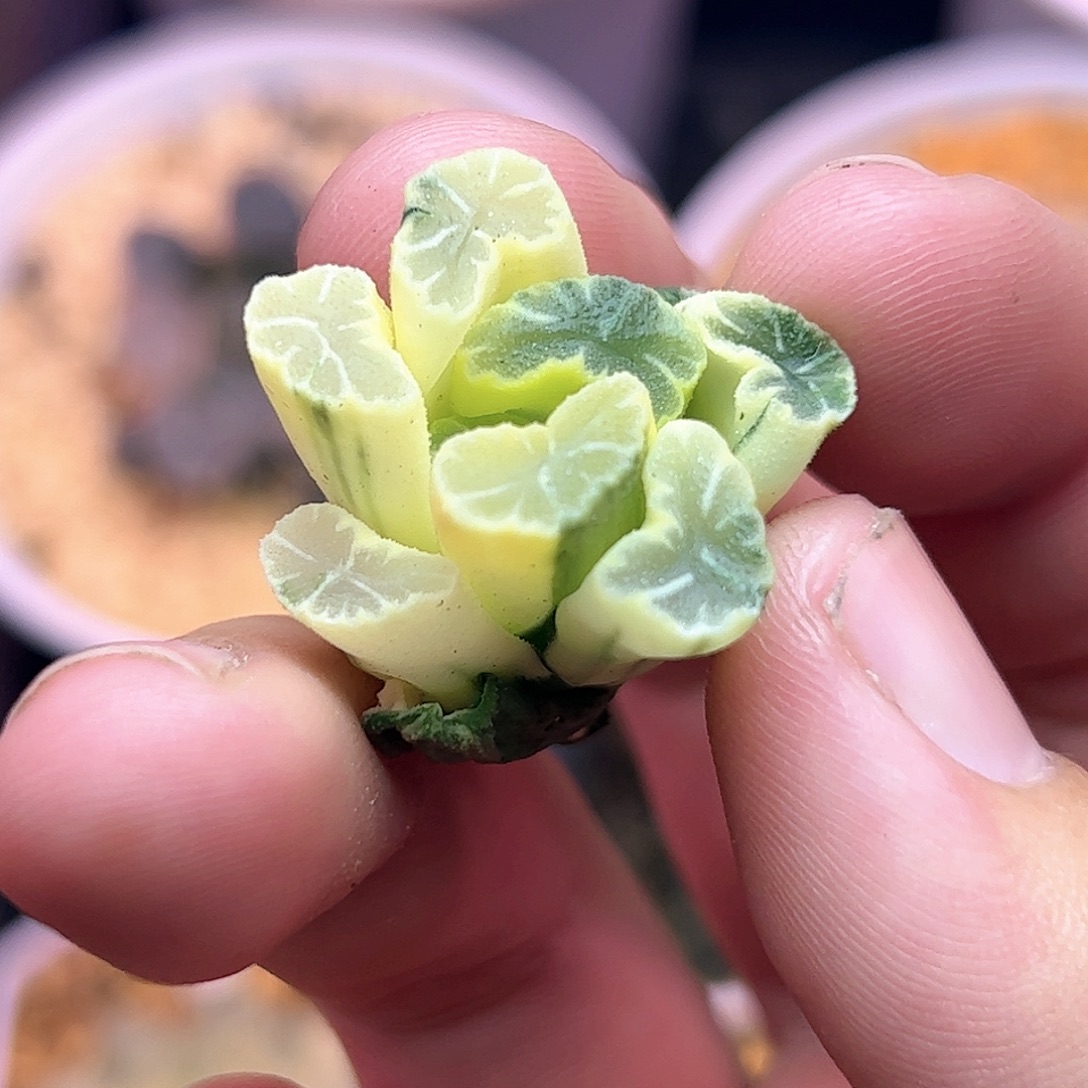 骏***骏➕715糊斑锦十二卷多肉