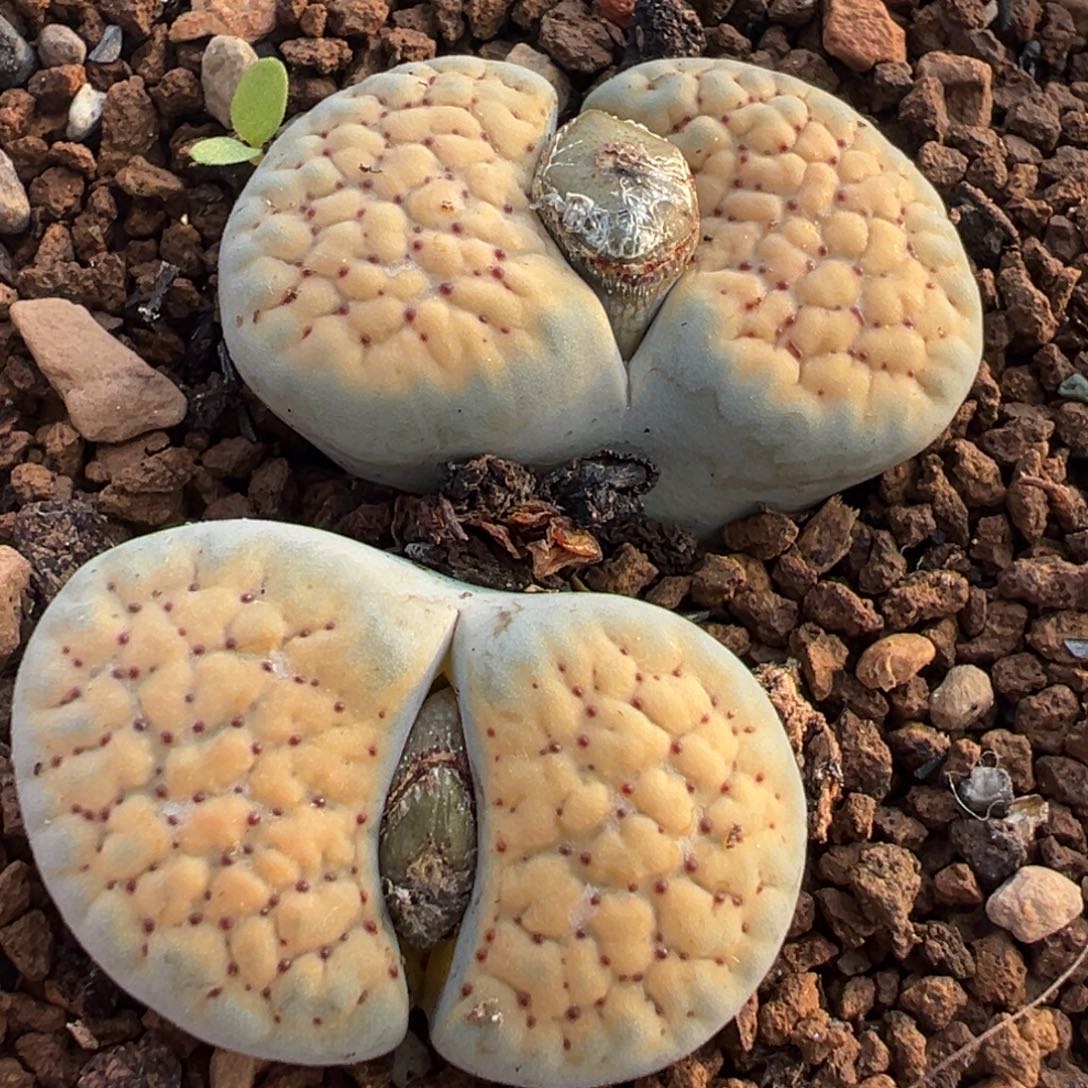 德州玫瑰多肉植物盆栽种植