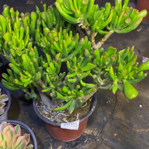 吸财树多肉植物2886