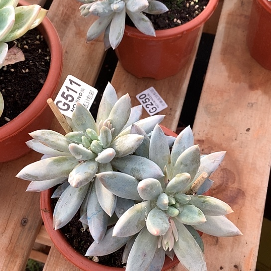 黄胖体哥特511 全场默认微瑕7-8天发货