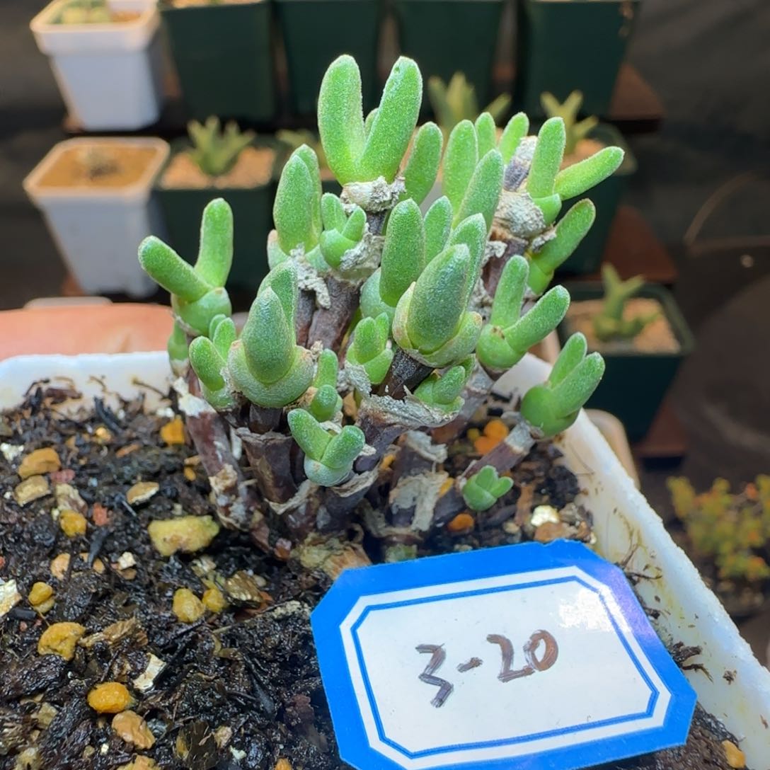 枝干兔脱土发货。         