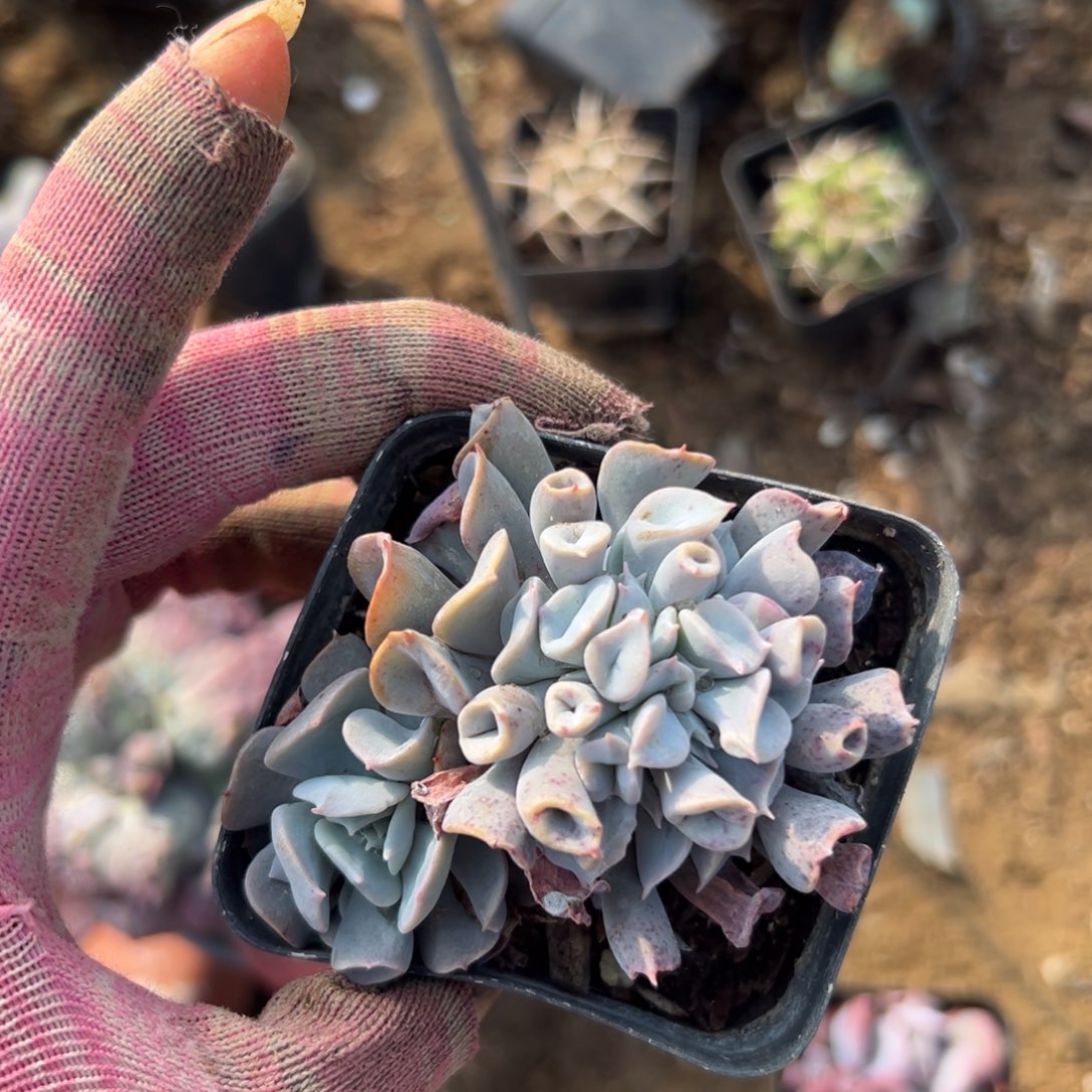 多破图植物植物中央音乐学院