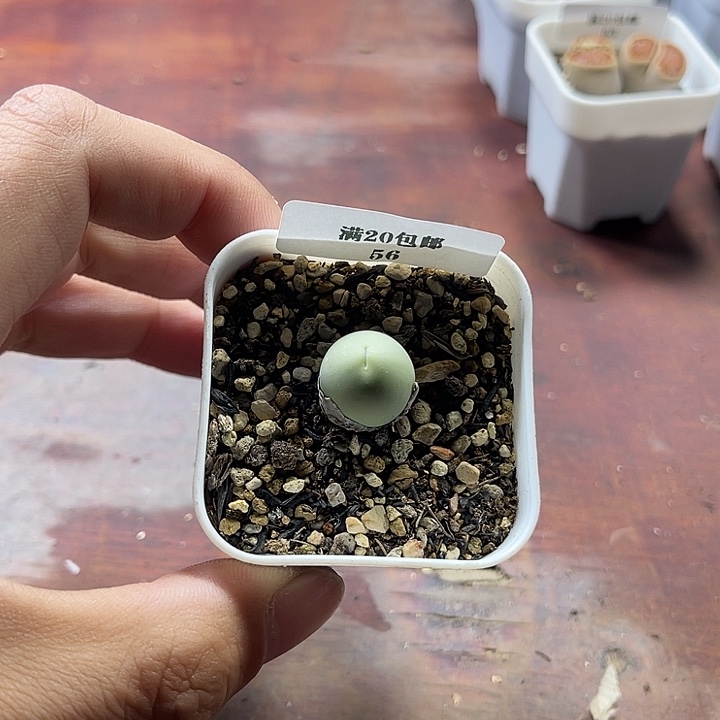 无花朵56、鸽子蛋1.5、、、