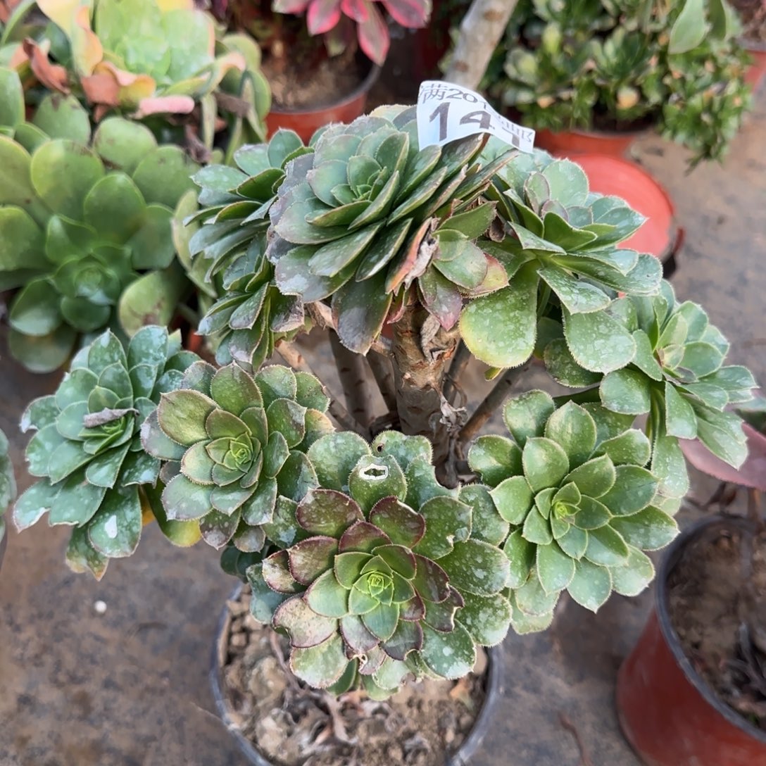 绿豆141满20包邮断枝不包