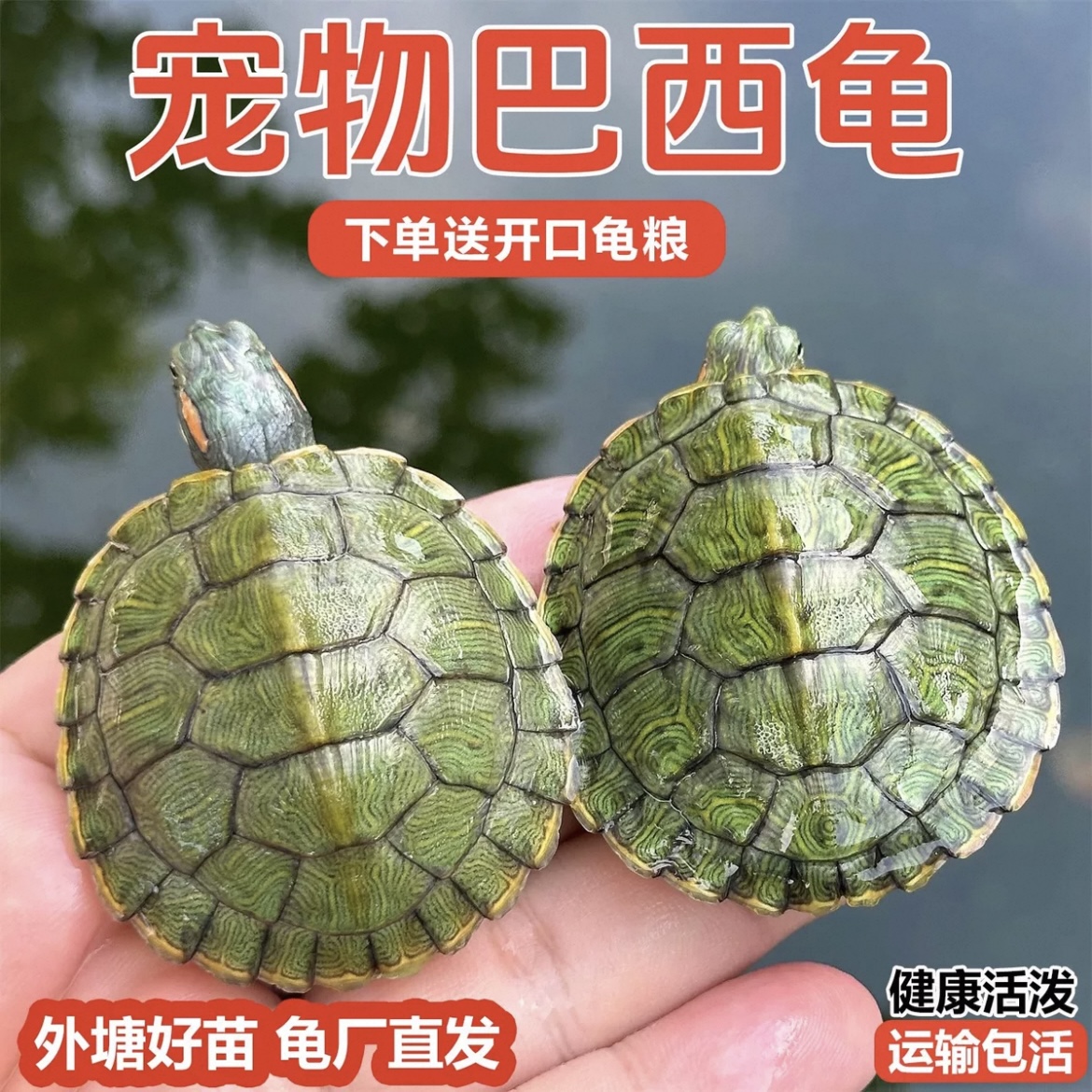【2只6-8厘米】红耳巴西龟小乌龟活物活体萌宠物观赏家养水龟龟好养