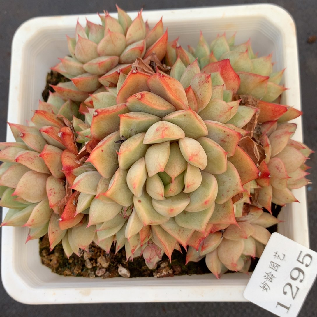 1295杂交精品基地13厘米