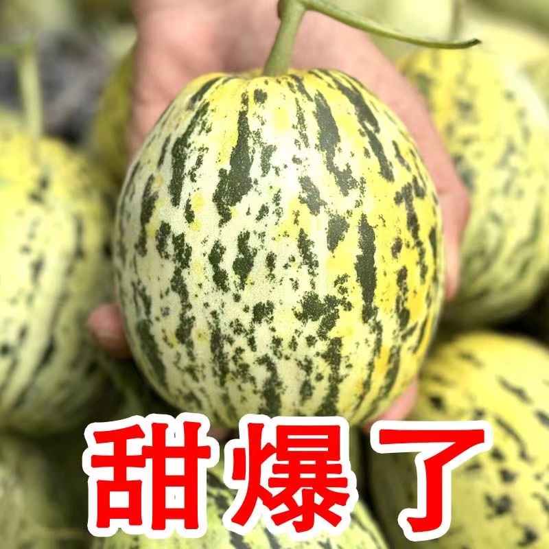 头茬山东花美人甜瓜自然成熟小香瓜脆甜瓜应急新鲜水果花蕾绿宝石