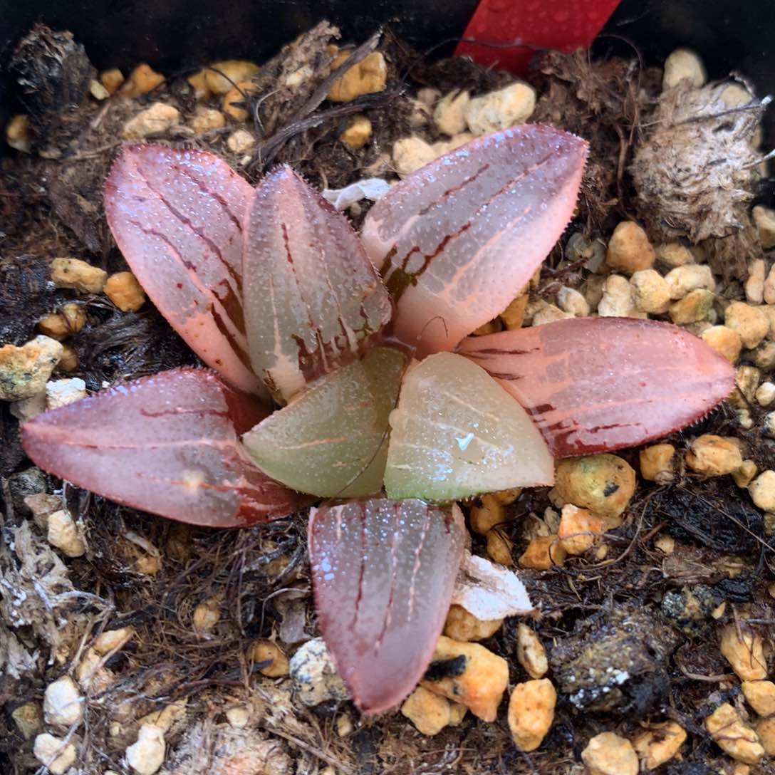 超级克锦，带盆发货