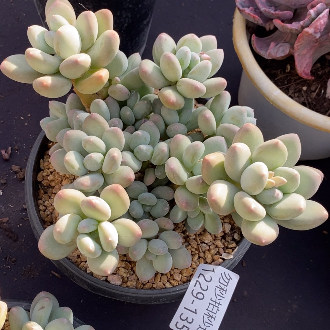 用****3两单包邮1229-135玲珑