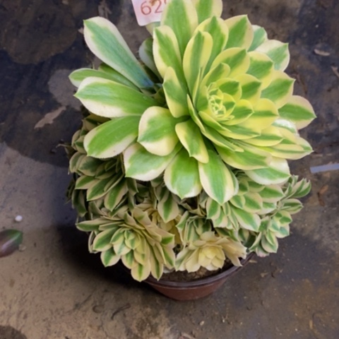 迈巴赫多肉植物6296