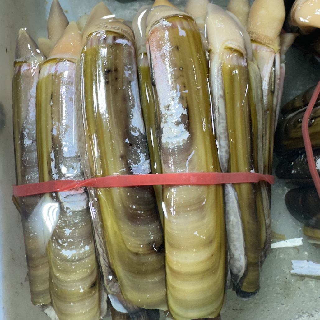 2斤海捕大蛏子(10个左右/斤）保鲜不包活