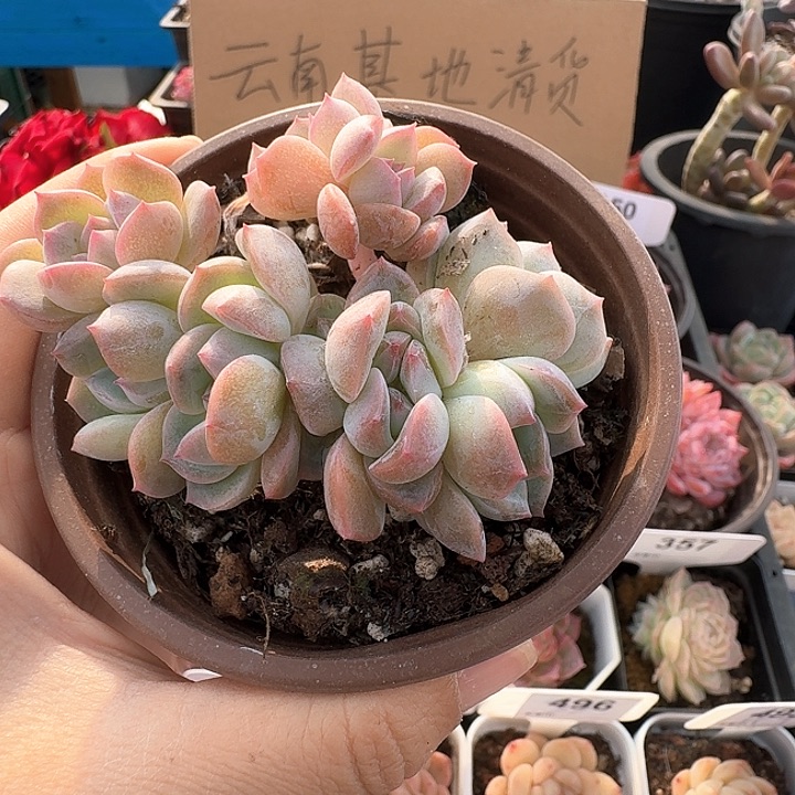 冰糖水晶9头朵朵缀多肉植物111