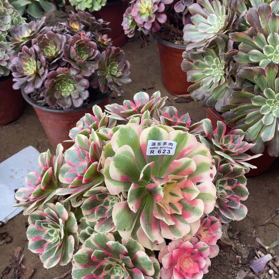 623七彩石多肉法师断枝不包