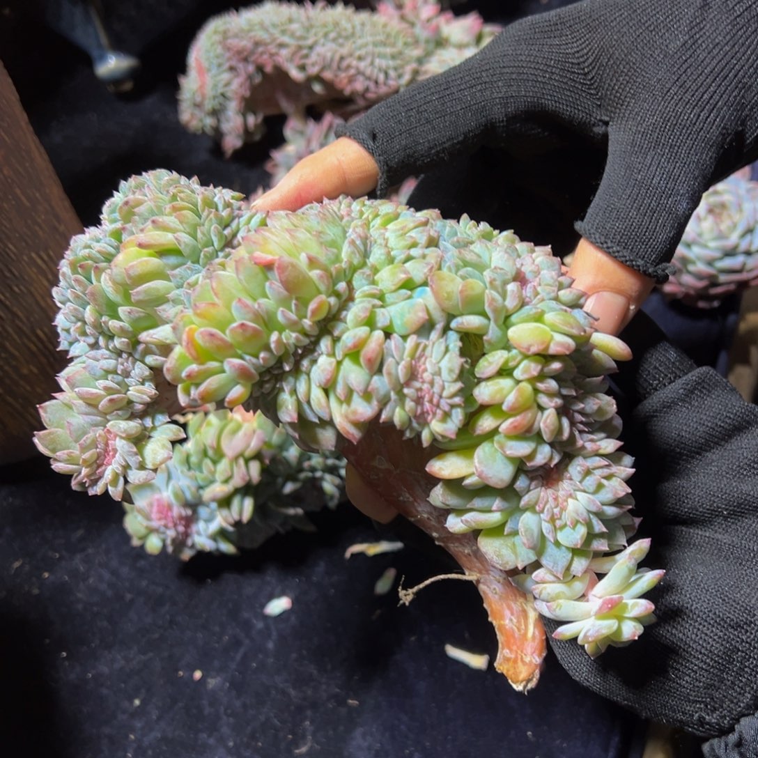 橘子汽水冰魄缀微瑕