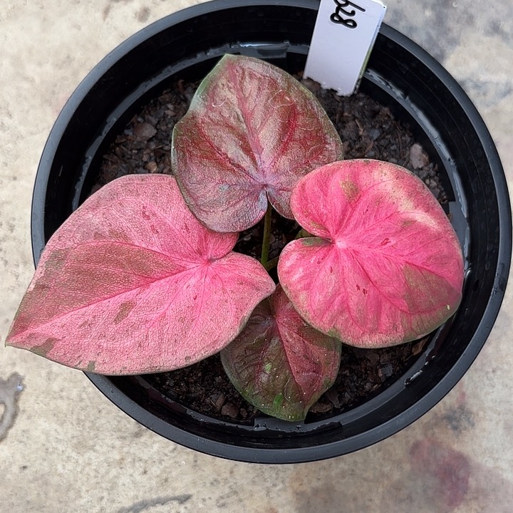 628-0620粉毒广东现货