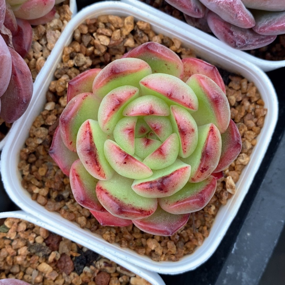 精品多肉一物一拍不包整60