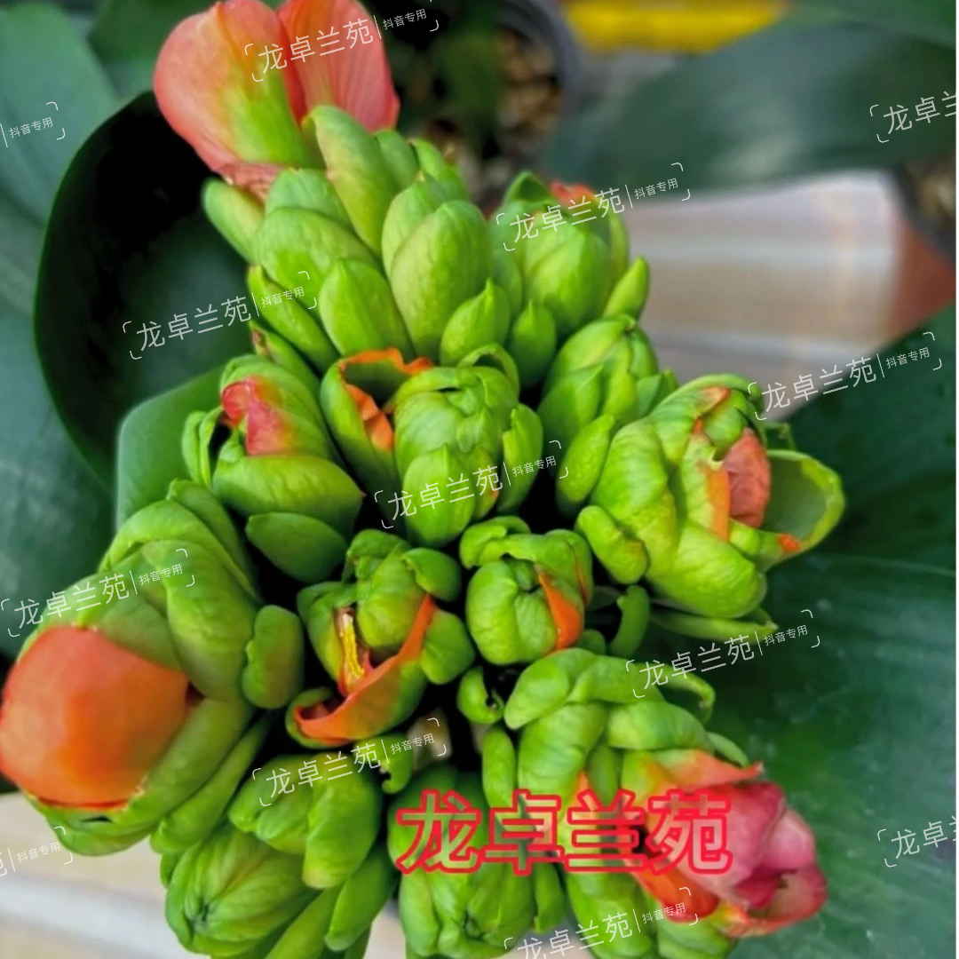 硬壳绿重瓣君子兰异花