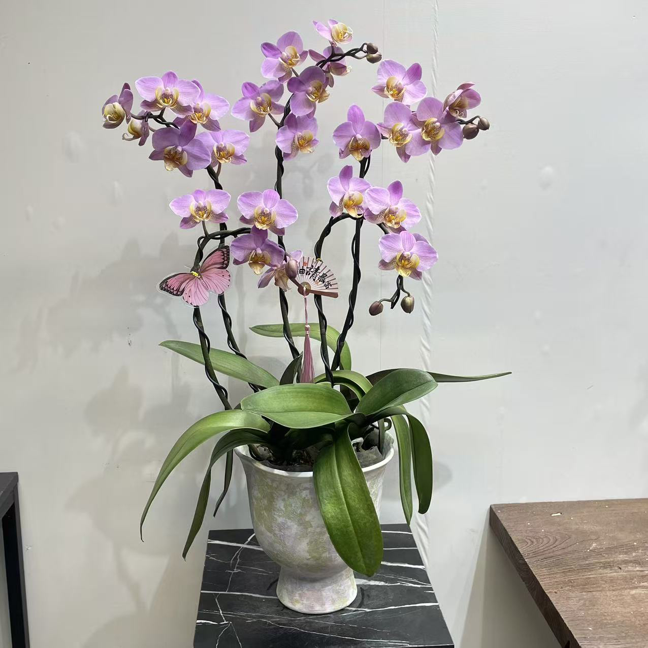 【安祖博蒙蝴蝶兰】 带花剑开花株 乔迁开业送礼绿植 高档礼品兰花