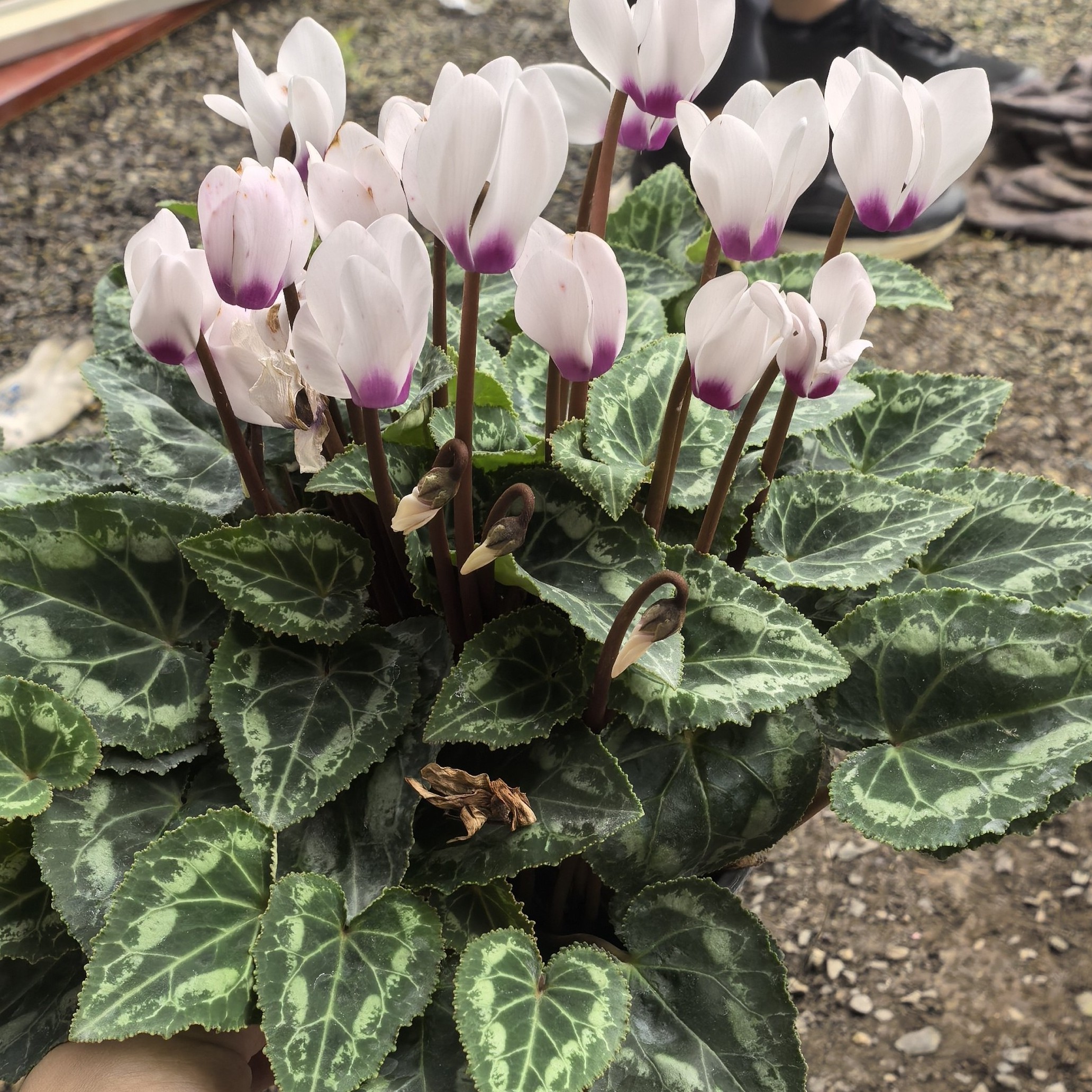 FF1代仙客来小花带香味若兰（兔儿款）小花小叶类型