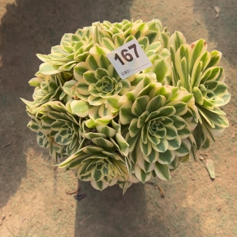 167迈巴赫朵朵多肉，