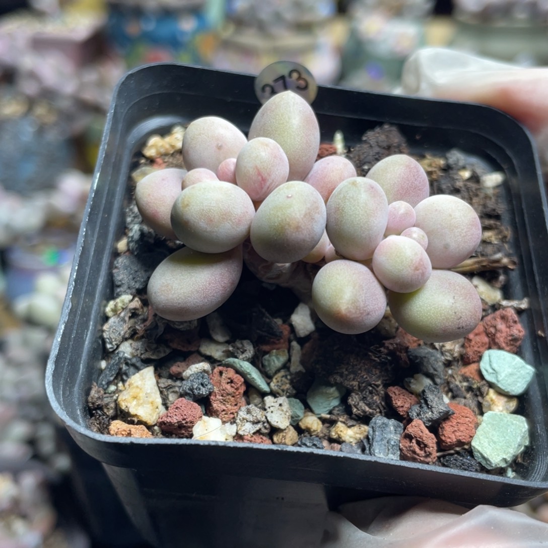 仙子奶酪多肉植物