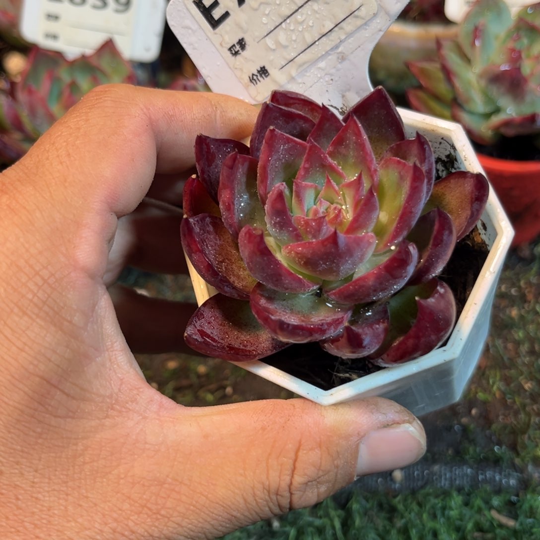 惊鸿一瞥763号多肉