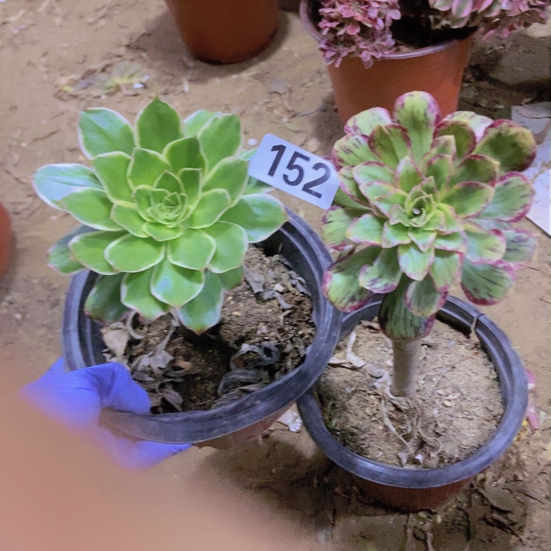 152两个单头老庄法师多肉