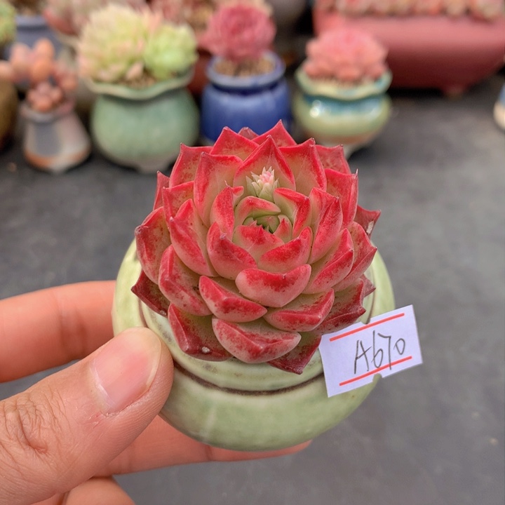 一物一拍满38包邮A670