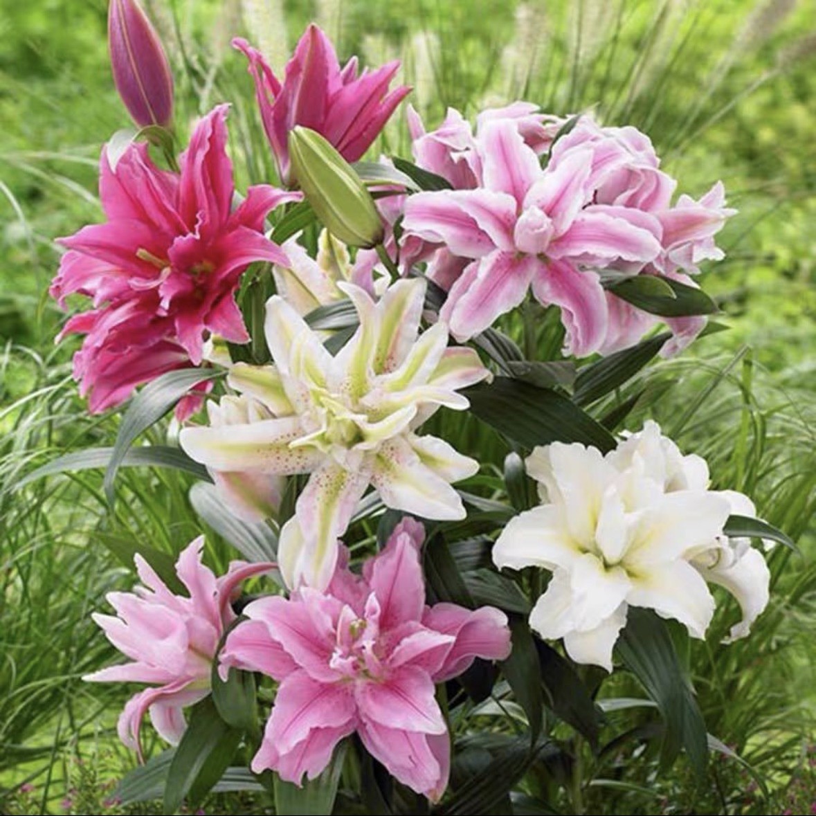 3颗混色重瓣香水百合种球