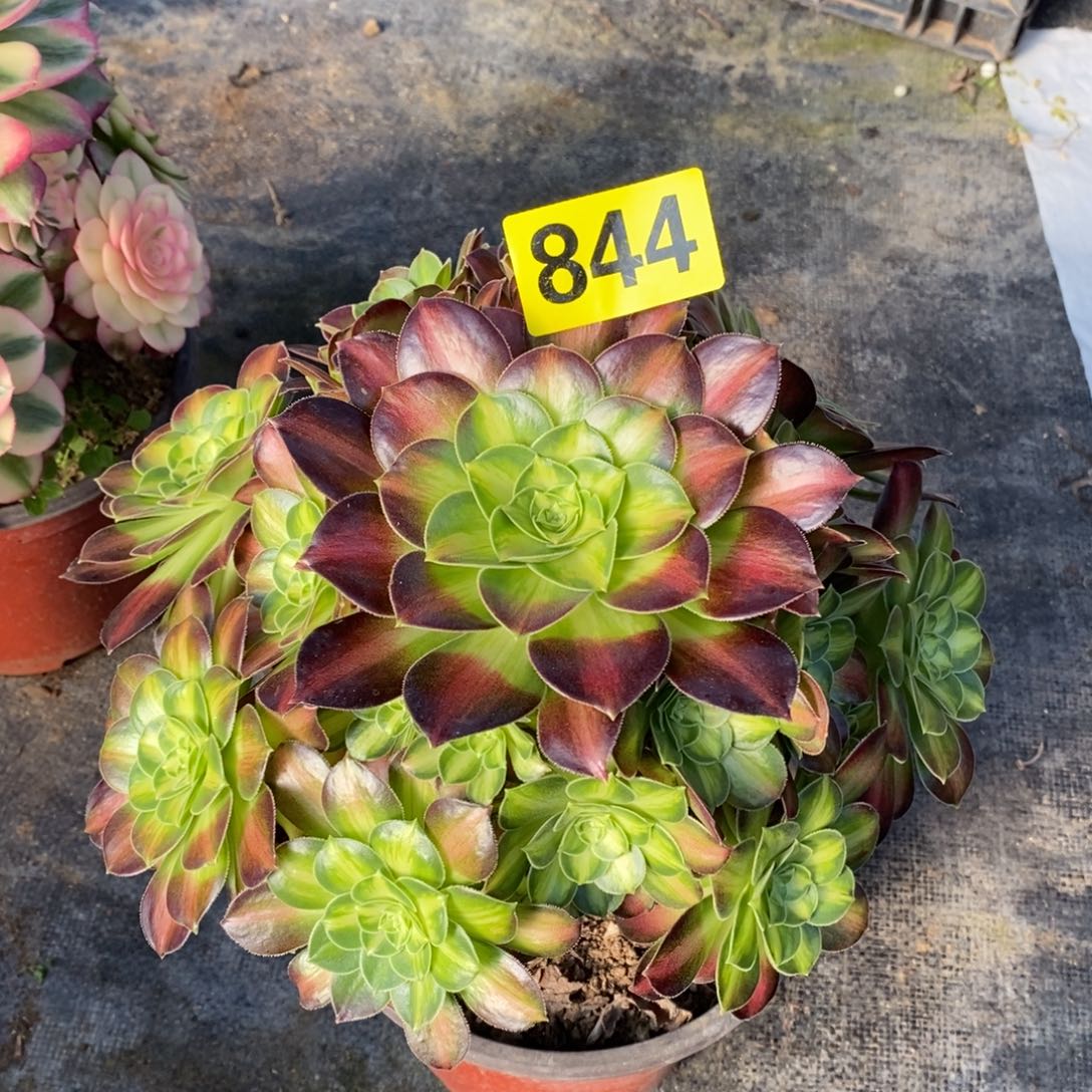 韶华多肉法师844