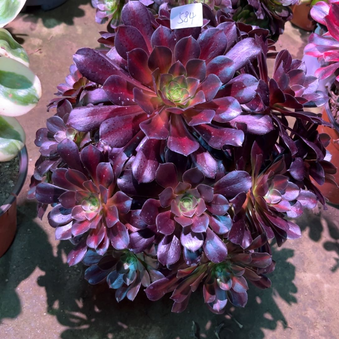 多肉植物华纳584