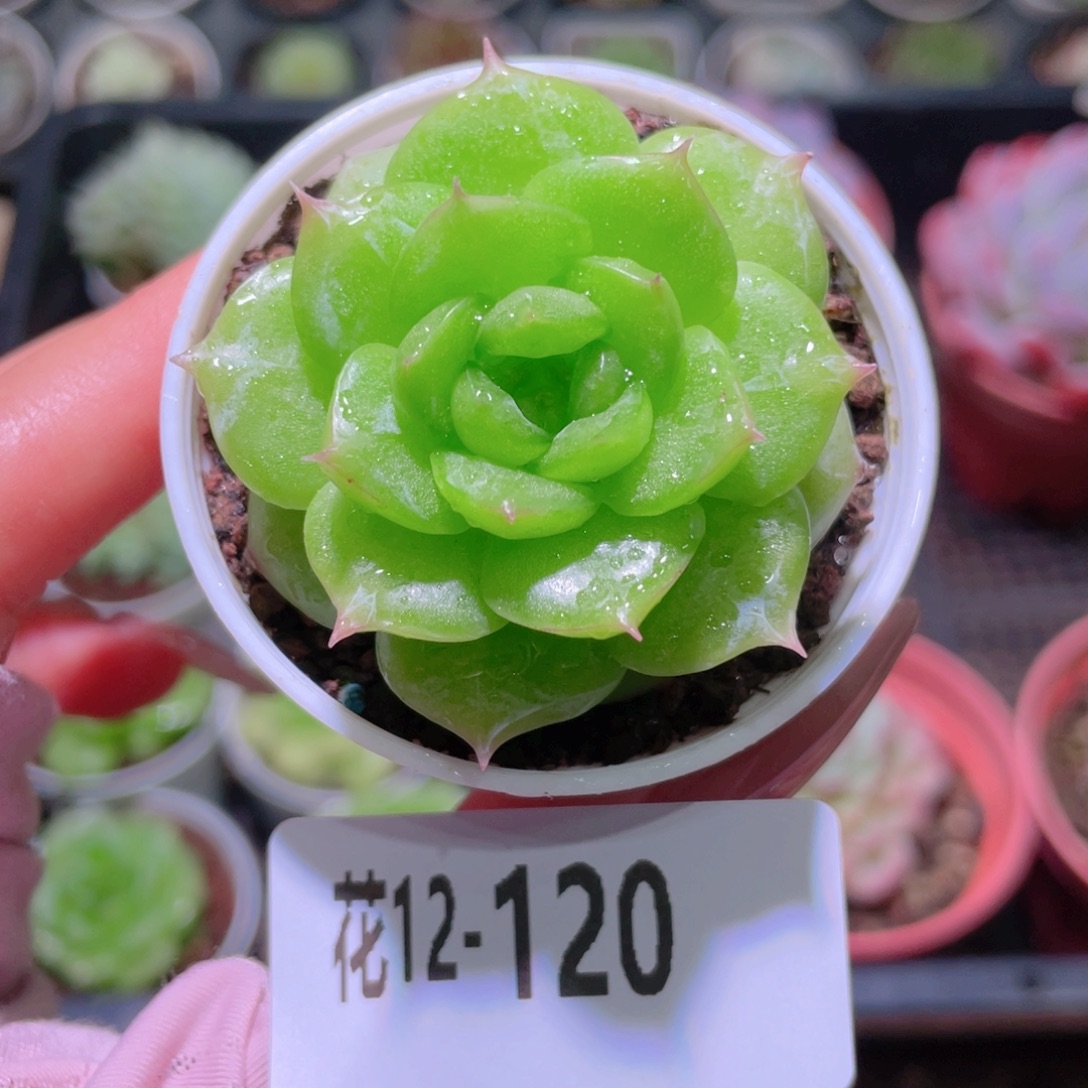 花利美12-120铂金叶