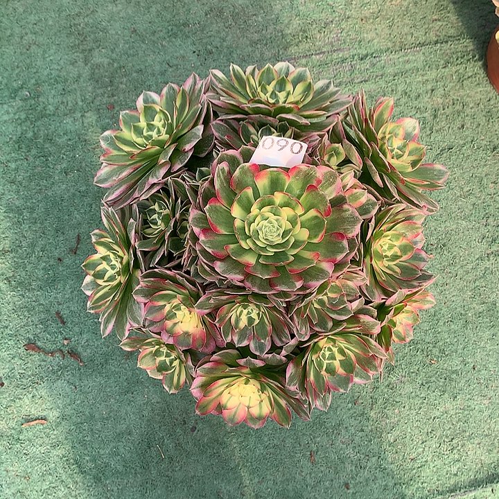 ꧁***꧂090.海仙多肉植物