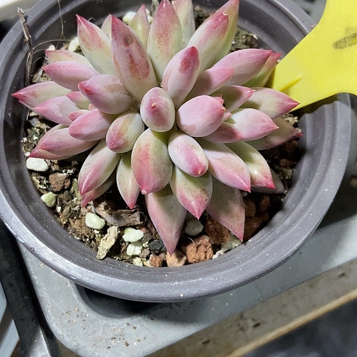 多肉植物虞美人21多肉