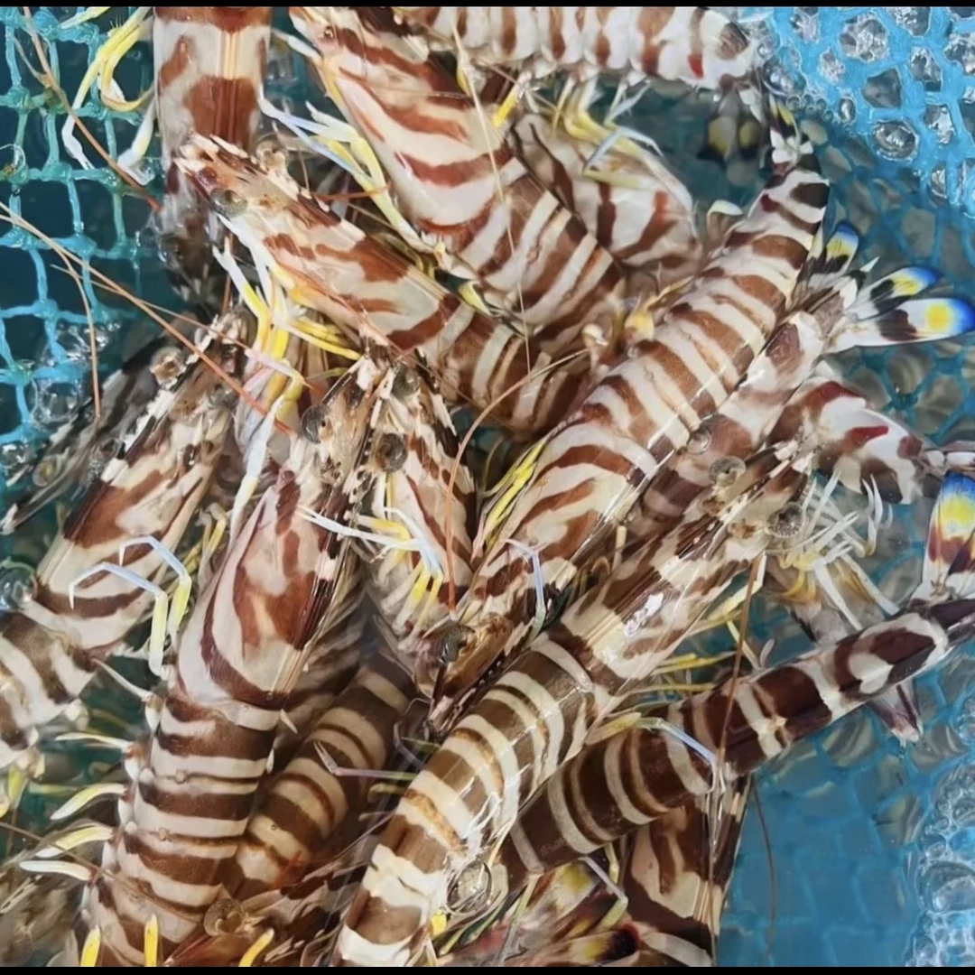 B级汕尾本港野生次品花虾斑节虾九节虾竹节虾