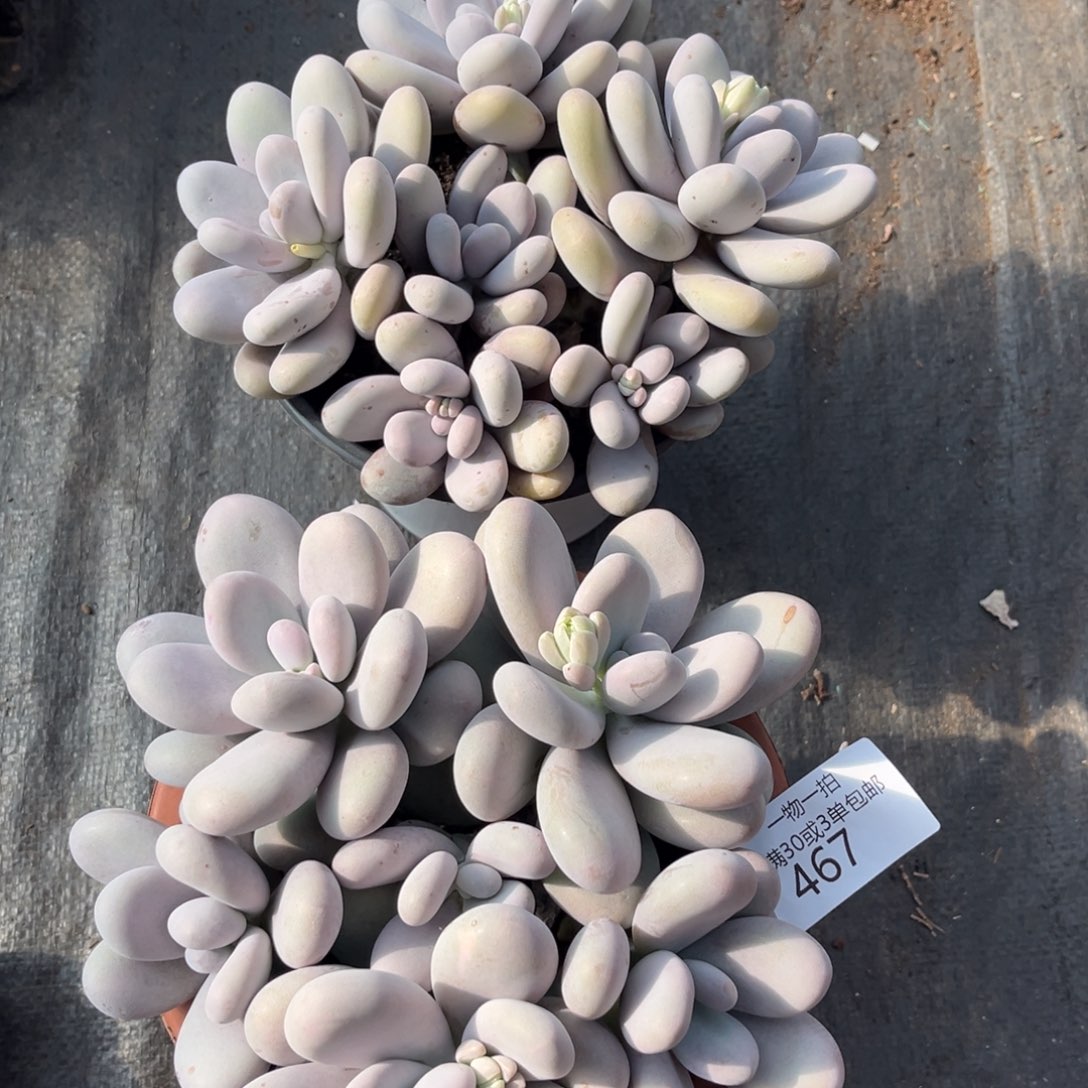 柠***夏545-467合计如图2颗钻石奶多肉