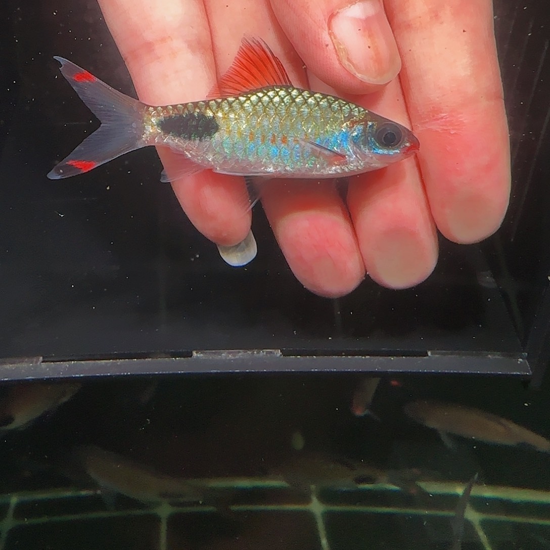 吉罗鱼红线黑影道人有红线7.5