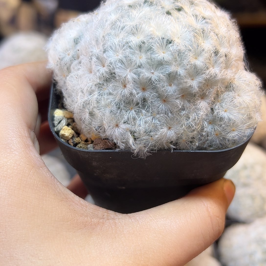 实生鹤丽羽白星7公分带盆